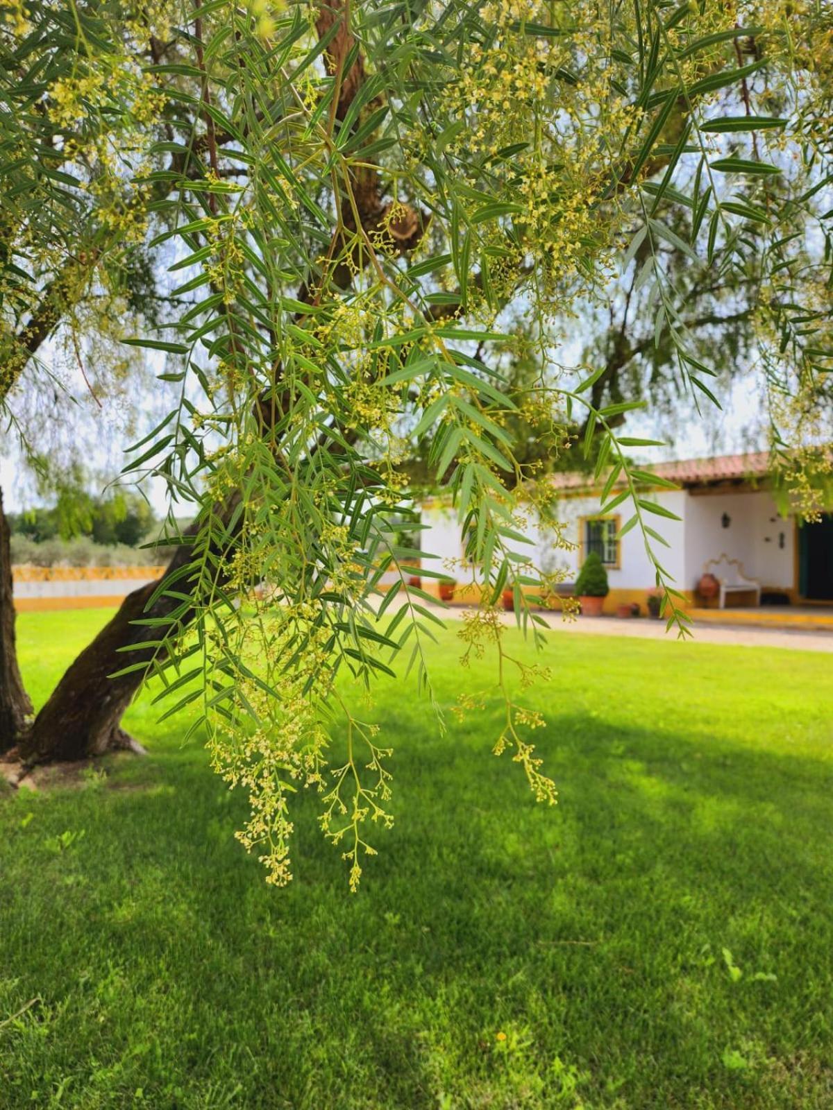 Montinho Do Palanque Villa Виана до Алентежо Екстериор снимка