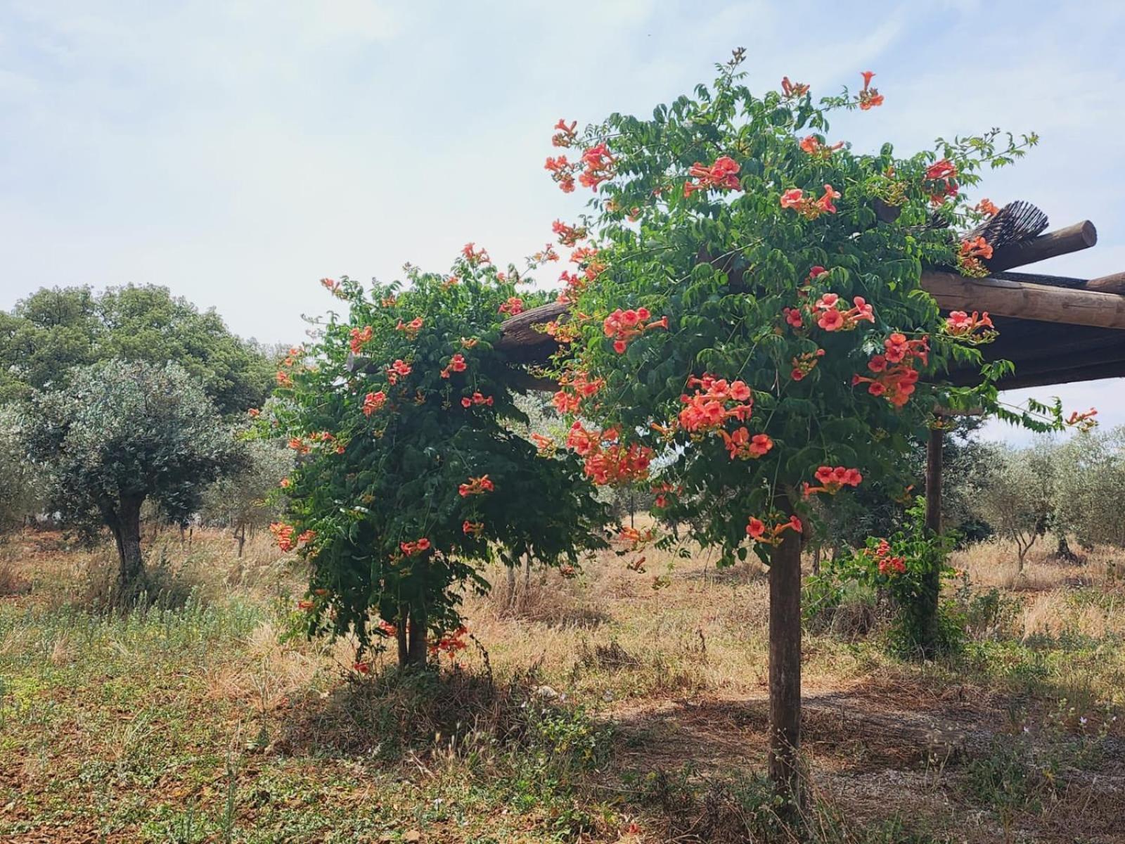 Montinho Do Palanque Villa Виана до Алентежо Екстериор снимка